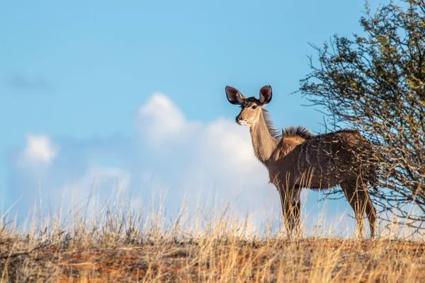 Samice Větší Kudu Tragelaphus Strepsiceros Kalahari Namibie — Stock fotografie