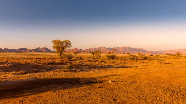 Grassy Steppe Camel Thorn Trees Vachellia Erioloba Sesriem Evening Light — Stock Photo, Image