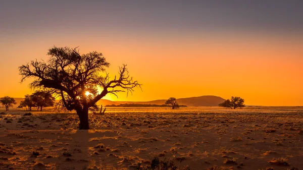 Grassy Steppe Camel Thorn Trees Vachellia Erioloba Sesriem Evening Light — Stock Photo, Image