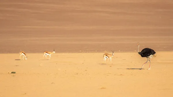 Strauß Struthio Camelus Und Springbock Antidorcas Marsupialis Sossusvlei Namibia — Stockfoto