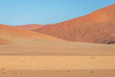 Springbok (Antidorcas marsupialis), Sossusvlei, Namibya.