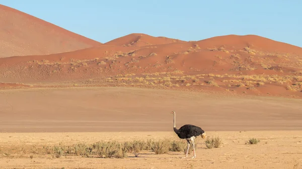 Struisvogel Struthio Camelus Sossusvlei Namibië — Stockfoto
