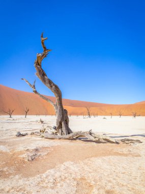 Dead camelthorn trees against dunes and blue sky in Deadvlei, Sossusvlei. Namib-Naukluft National Park, Namibia.