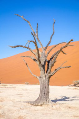 Dead camelthorn trees against dunes and blue sky in Deadvlei, Sossusvlei. Namib-Naukluft National Park, Namibia.