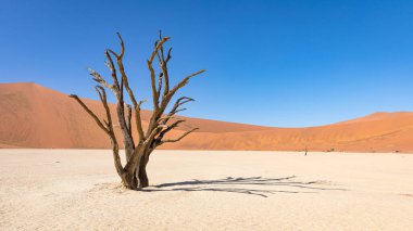 Dead camelthorn trees against dunes and blue sky in Deadvlei, Sossusvlei. Namib-Naukluft National Park, Namibia.