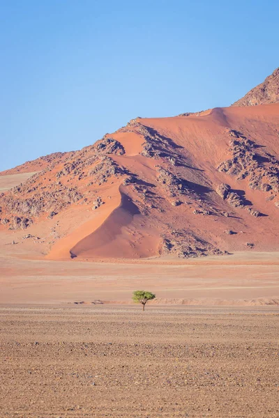Single Tree Rocky Dune Back Sossusvlei Namibia — Fotografia de Stock