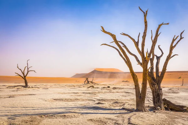 Dead Camelthorn Trees Dunes Blue Sky Deadvlei Sossusvlei Namib Naukluft — Stock Photo, Image