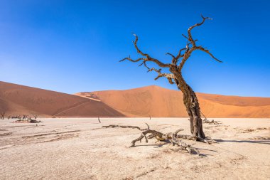 Deadvlei, Sossusvlei 'de kum tepelerine ve mavi gökyüzüne karşı ölü deve dikeni ağacı. Namib-Naukluft Ulusal Parkı, Namibya.