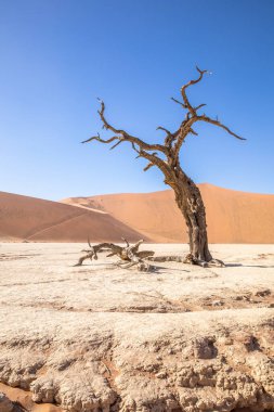 Deadvlei, Sossusvlei 'de kum tepelerine ve mavi gökyüzüne karşı ölü deve dikeni ağacı. Namib-Naukluft Ulusal Parkı, Namibya.