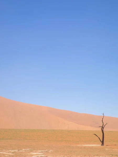 Dode Kameeldoornboom Tegen Duinen Blauwe Lucht Deadvlei Sossusvlei Nationaal Park — Stockfoto