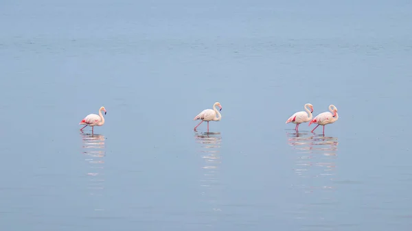 Congregação Flamingos Maiores Phoenicopterus Ruber Roseus Vadear Água Walvis Bay — Fotografia de Stock