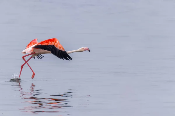 Flamingo Phoenicopterus Ruber Roseus Voando Baía Walvis Namíbia — Fotografia de Stock