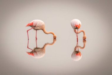Büyük Flamingolar (Phoenicopterus ruber roseus) sislerin içinde yüzeye yansıyan Walvis Körfezi, Namibya. 
