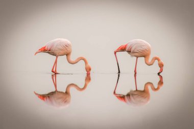 Büyük Flamingolar (Phoenicopterus ruber roseus) sislerin içinde yüzeye yansıyan Walvis Körfezi, Namibya. 
