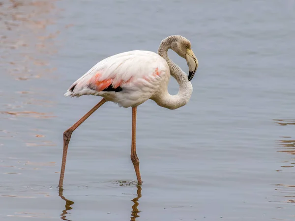Young Greater Flamingo Phoenicopterus Ruber Roseus Walvis Bay Namíbia — Fotografia de Stock
