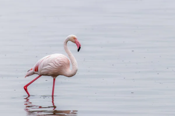 Greater Flamingo Phoenicopterus Ruber Roseus Walvis Bay Namibia — стокове фото