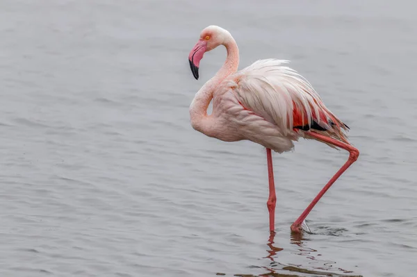 Greater Flamingo Phoenicopterus Ruber Roseus Walvis Bay Namíbia — Fotografia de Stock