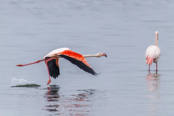 Greater Flamingo Phoenicopterus Ruber Roseus Flying Walvis Bay Namibia — Stock Photo, Image