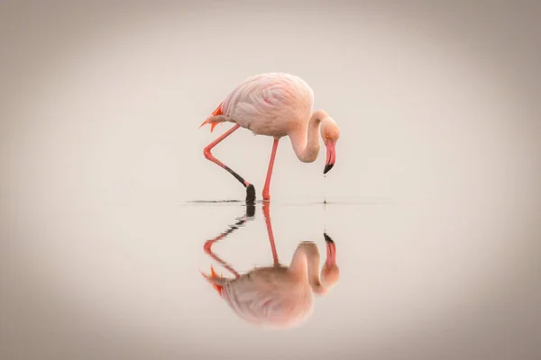 Greater Flamingo Phoenicopterus Ruber Roseus Fog Reflection Surface Walvis Bay — стокове фото