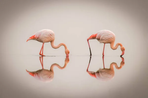 Flamingos Maiores Phoenicopterus Ruber Roseus Nevoeiro Com Reflexão Sobre Superfície — Fotografia de Stock