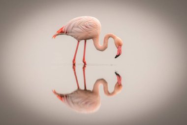 Greater Flamingo ( Phoenicopterus ruber roseus) in the fog with reflection on the surface, Walvis bay, Namibia.  clipart