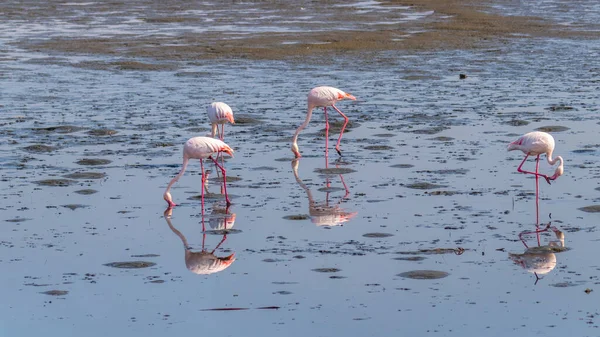 Sammanslagning Större Flamingos Phoenicopterus Ruber Roseus Födosök Med Huvuden Ner — Stockfoto