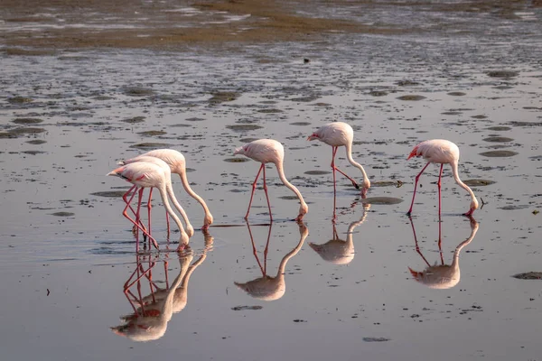 Congregation Flamingos Phoenicopterus Ruber Roseus Eating Reflection Surface Walvis Bay — Stock Photo, Image