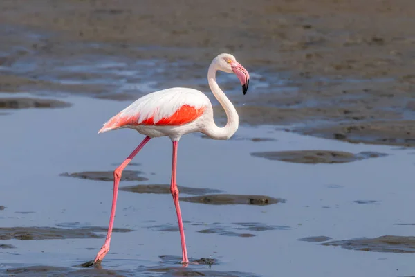 Greater Flamingo Phoenicopterus Ruber Roseus Walking Walvis Bay Namibia — Stock Photo, Image