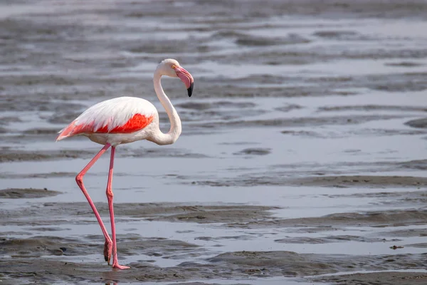 Greater Flamingo Phoenicopterus Ruber Roseus Walking Walvis Bay Namibia — Stock Photo, Image