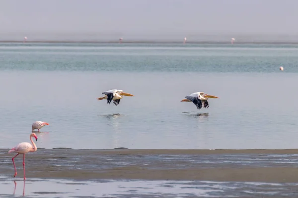 Nagy Fehér Pelikánok Pelecanus Onocrotalus Repülnek Walwis Bay Namíbia — Stock Fotó