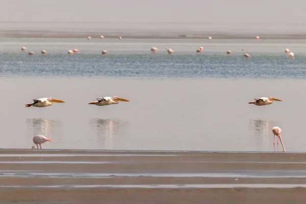Grandes Pelicanos Brancos Pelecanus Onocrotalus Voando Por Walwis Bay Namíbia — Fotografia de Stock
