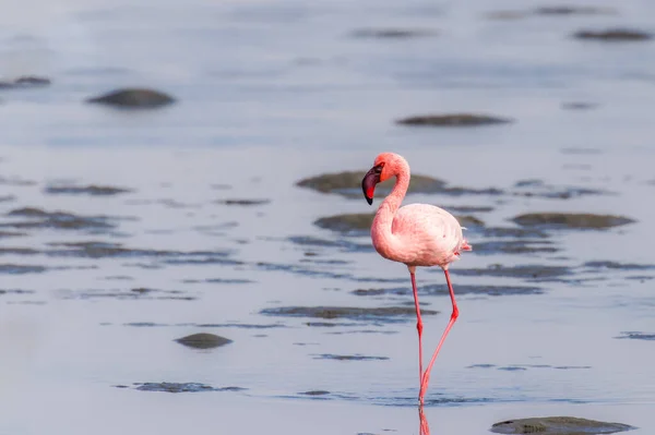 Küçük Flamingo Phoenicopterus Minor Walvis Bay Namibya — Stok fotoğraf