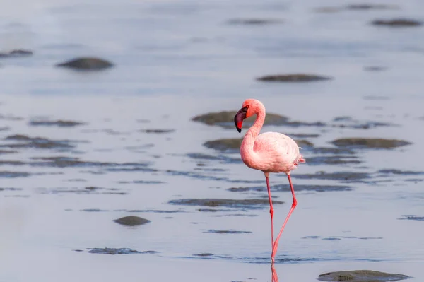 Mindre Flamingo Phoenicopterus Minor Walvis Bay Namibia – stockfoto