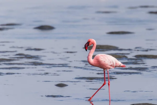 Mindre Flamingo Phoenicopterus Minor Walvis Bay Namibia – stockfoto