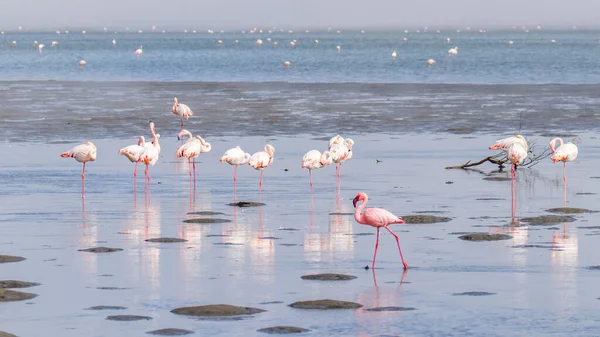 Flamingo Menor Phoenicopterus Minor Caminhando Por Grupo Flamingo Maior Phoenicopterus — Fotografia de Stock