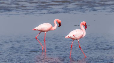 Küçük Flamingolar (Phoenicopterus minor), Walvis Bay, Namibya.