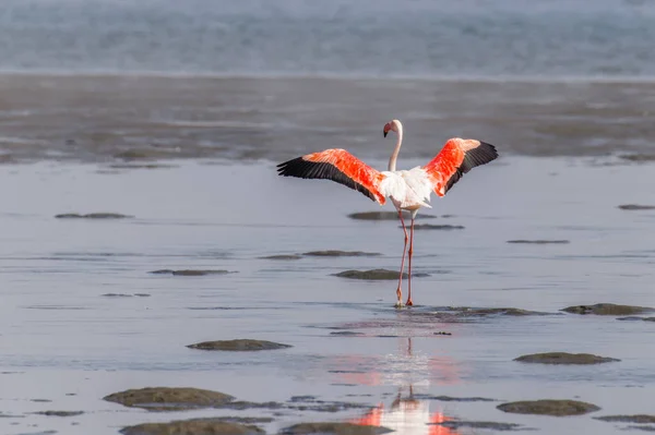 Flamingo Maior Phoenicopterus Ruber Roseus Asas Espalhando Baía Walvis Namíbia — Fotografia de Stock