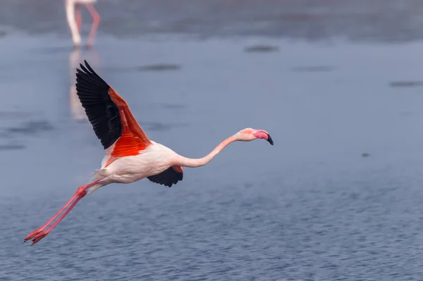 Grote Flamingo Phoenicopterus Ruber Roseus Vliegt Voorbij Walvis Baai Namibië — Stockfoto