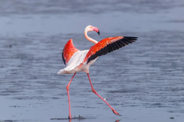 Flamingo Maior Phoenicopterus Ruber Roseus Que Corre Sobre Água Baía — Fotografia de Stock