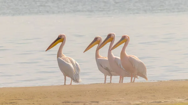 Suyun Yanında Duran Büyük Beyaz Pelikanlar Pelecanus Onocrotalus Walvis Körfezi — Stok fotoğraf