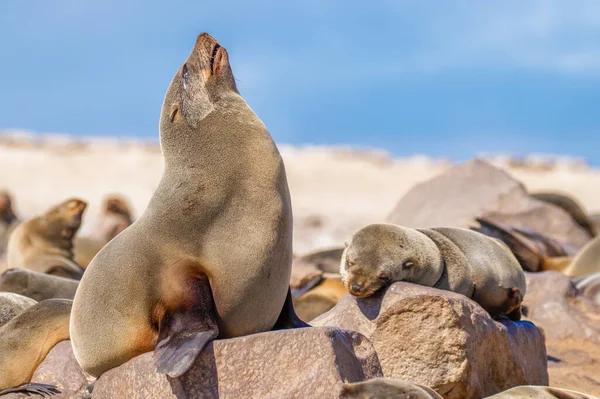 Brown Fur Seal Arctocephalus Pusillus Relaxing Sun Cape Cross Namibia — Stock Photo, Image