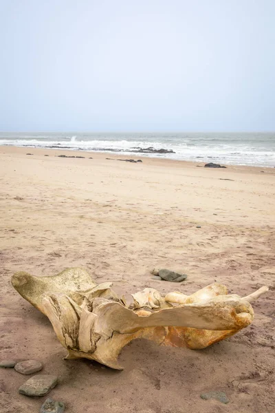 Bones of a whale at Skeleton Coast, Namibia.