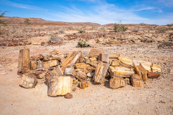 Tronco Árbol Petrificado Mineralizado Parque Nacional Del Bosque Petrificado Jorixas —  Fotos de Stock