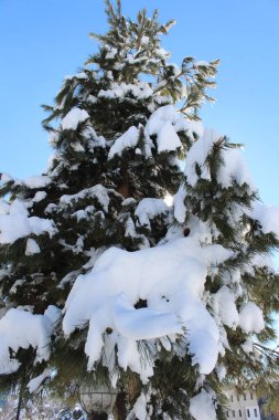 Kış çam ağacı dalları karla kaplı. Kış dönemi. Noel