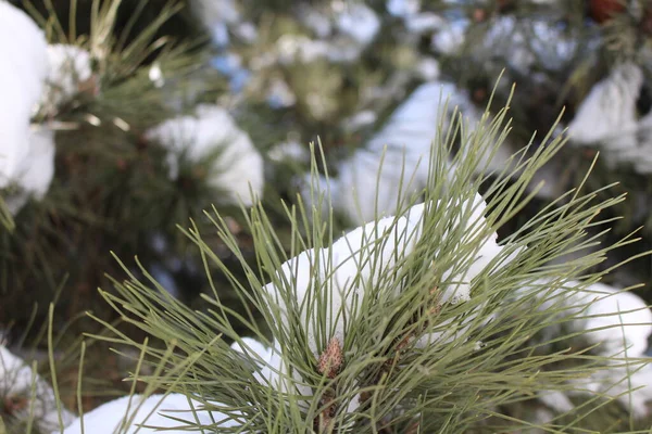 雪に覆われた冬の松の木の枝。冬の背景。クリスマス — ストック写真