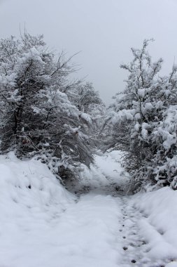Ağaçların arasında karlı orman yolu. Karlı bir gün