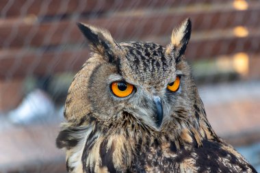 Turuncu gözlü güzel baykuş. Avrasya Kartal Baykuşu Portariti