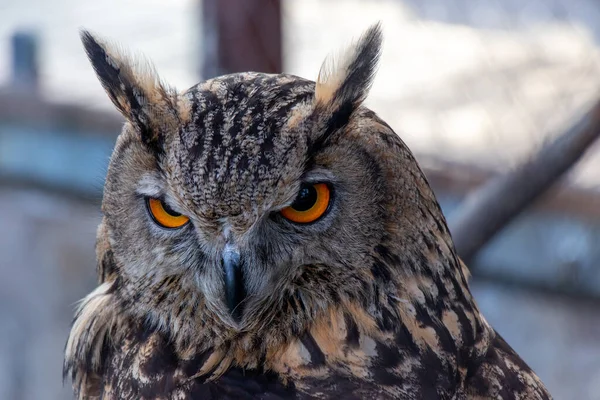 Beautiful owl with orange eyes portrait. Portarit of Eurasian Eagle Owl
