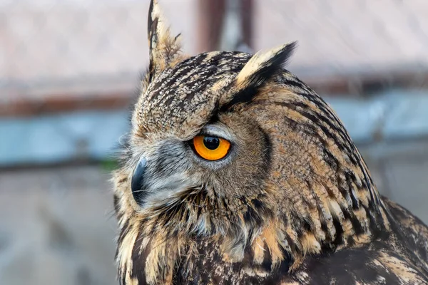 Beautiful owl with orange eyes portrait. Portarit of Eurasian Eagle Owl