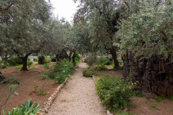 The ancient Garden of Gethsemane in holy Jerusalem. Branched olive trees and smooth paths.